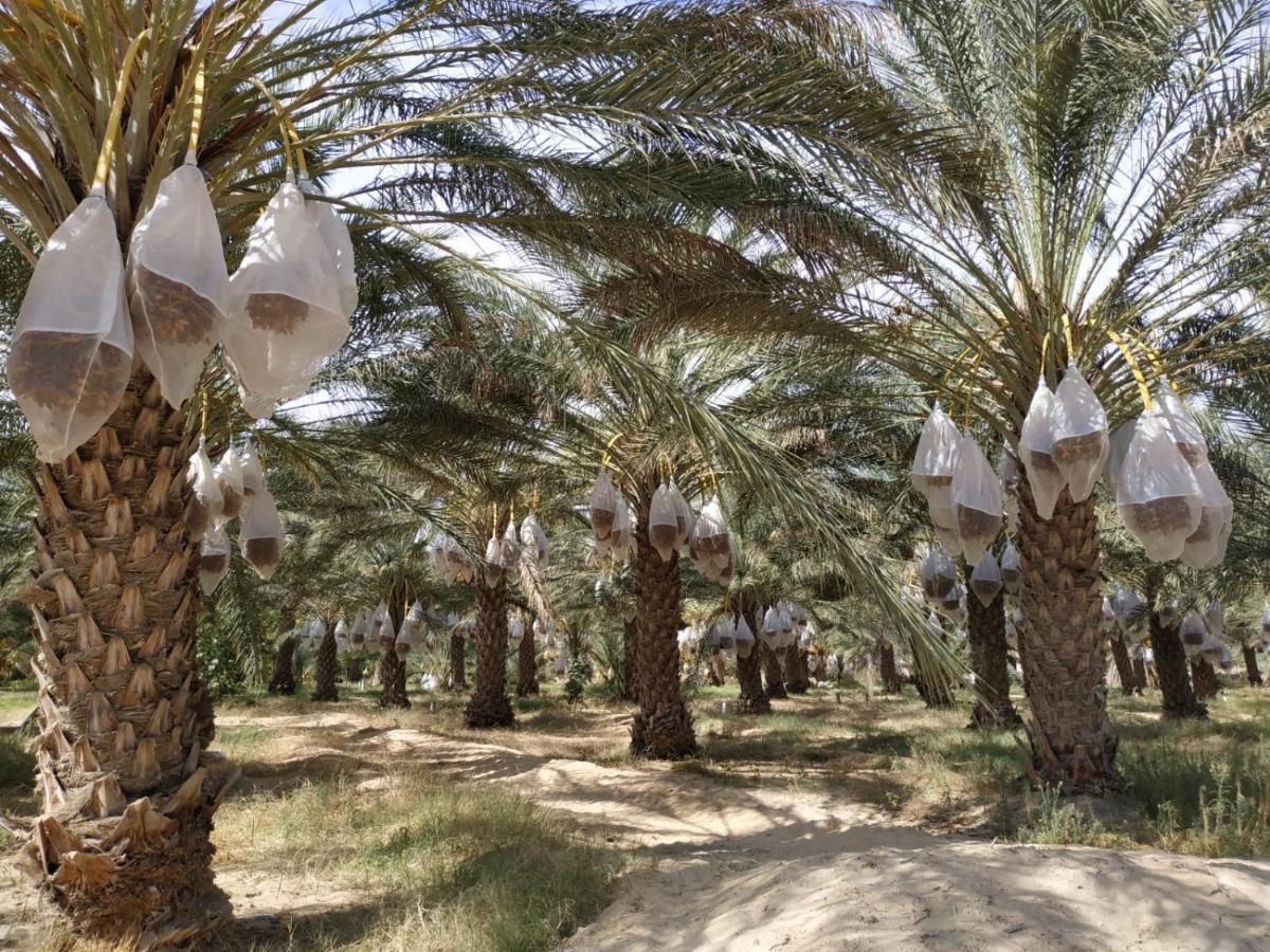 Grand Sud, La Maison De Sable Douz Exteriér fotografie